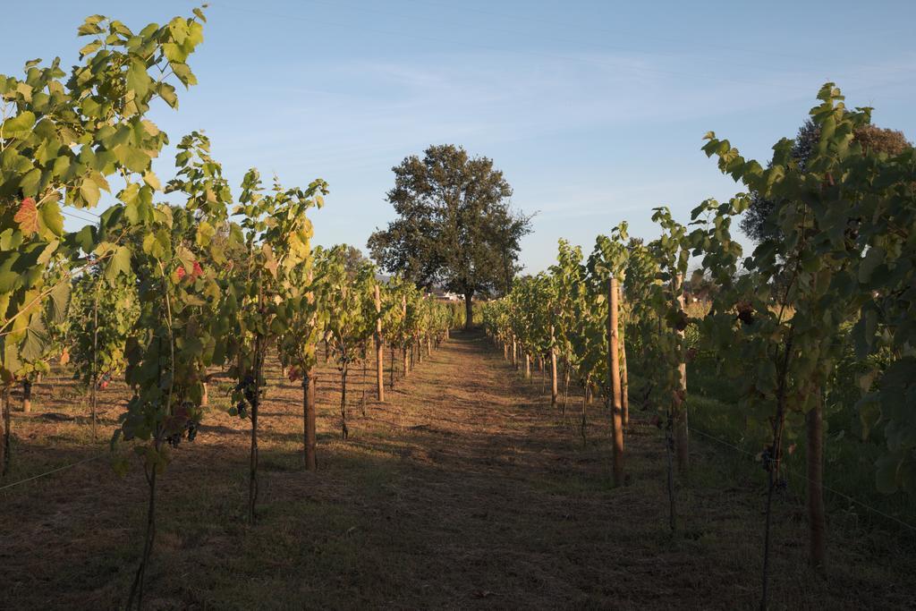 1720 Quinta Da Cancela - Winery & Farmhouse Guimaraes Exterior photo
